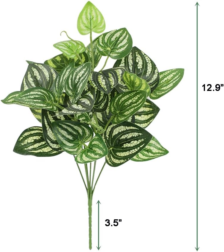 5 Stuks Watermeloen Peperomia  - Peperomia Watermelon recensie en prijs